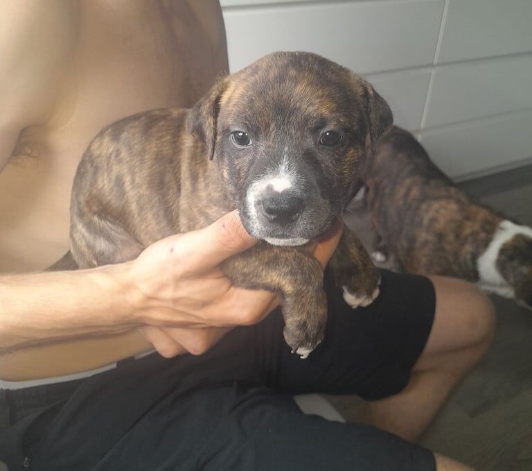 Staffordshire Bull Terrier puppies for sale in Skelmersdale, Lancashire – 6 weeks old - Image 3 of 3