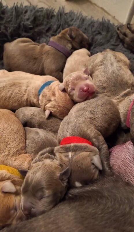 ๐ Staffy X Standard American Bully Puppies ๐ for sale in Enfield, Greater London