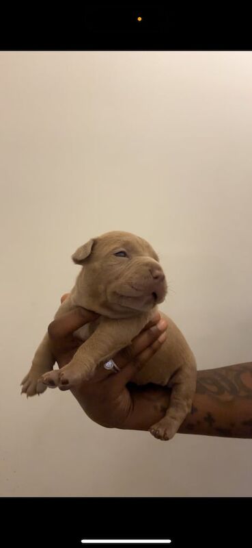 Staffordshire Bull Terrier puppies for sale in Enfield, Greater London – 7 months old - Image 3 of 3