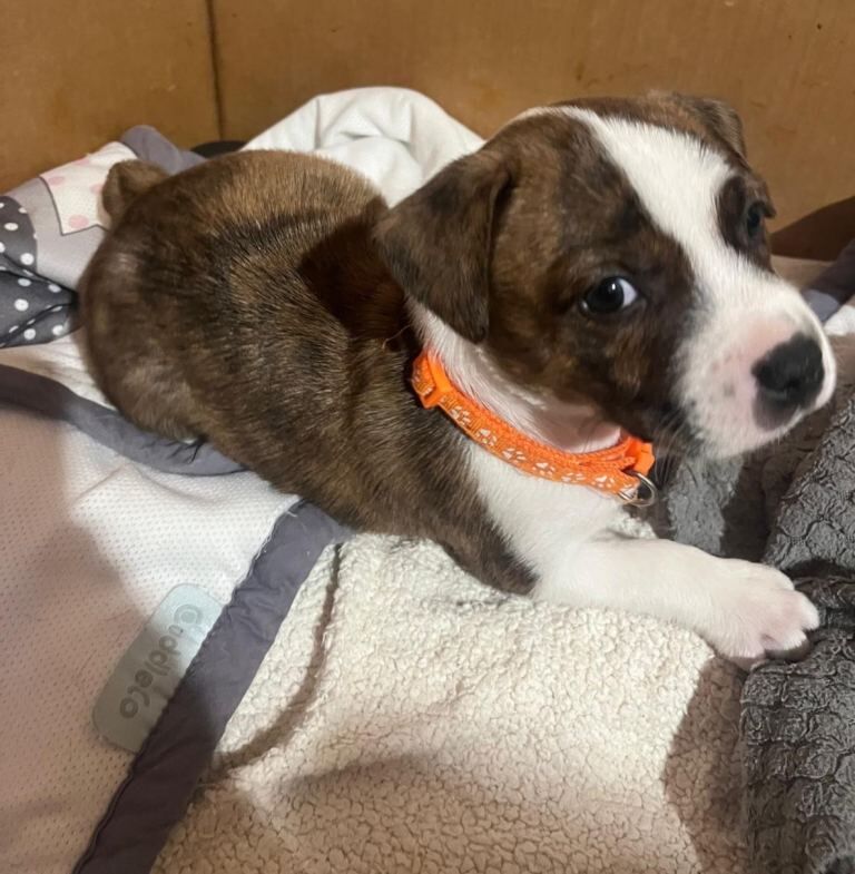 Staffy x Terrier in Walsall