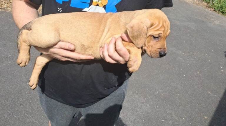Staffy x vizla
