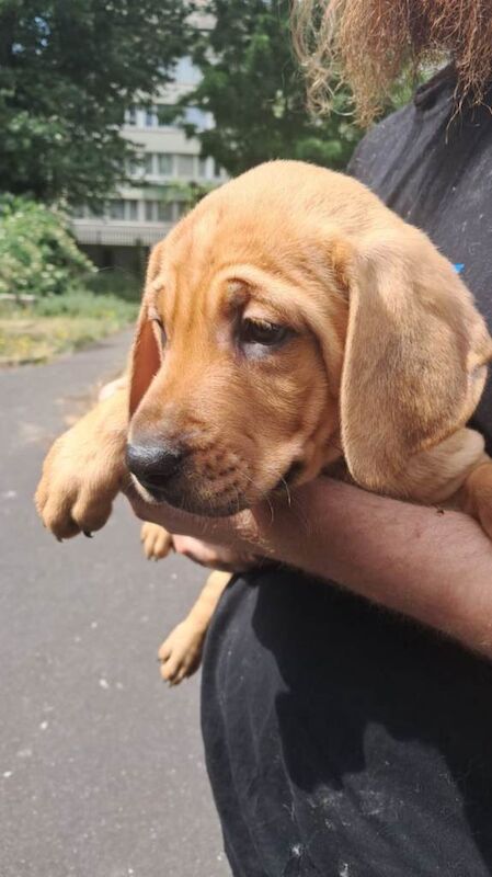 Staffy x vizla - Image 2 of 3