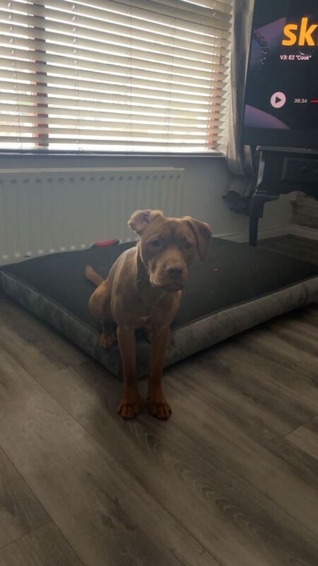 Staffordshire Bull Terrier Puppies For Sale Under £1,000