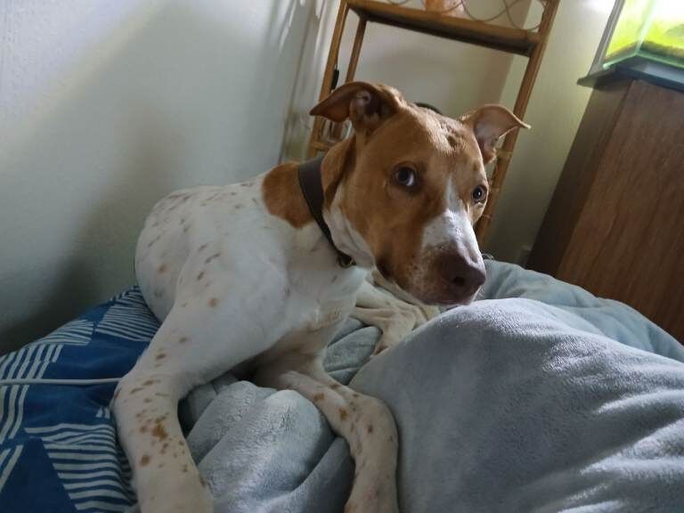 Staffordshire Bull Terrier puppies for sale in Weston-super-Mare, Somerset – 7 months old