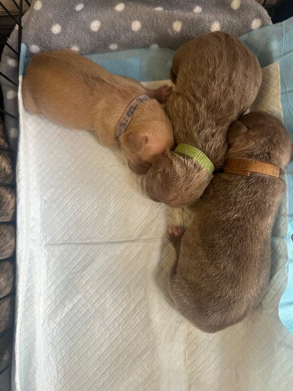 Staffordshire Bull Terrier puppies for sale in Newcastle upon Tyne, Tyne and Wear – 1 week old