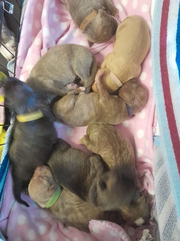 Staffordshire Bull Terrier puppies for sale in Newcastle upon Tyne, Tyne and Wear – 1 week old - Image 2 of 3