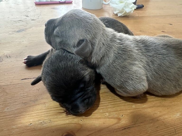 Staffordshire Bull Terrier puppies for sale in Newcastle upon Tyne, Tyne and Wear – 1 week old - Image 3 of 3