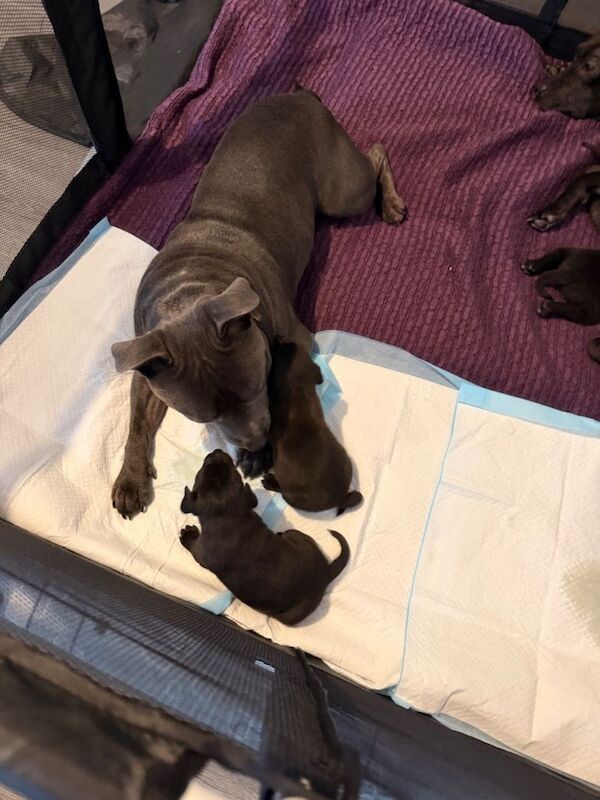 Staffys for sale