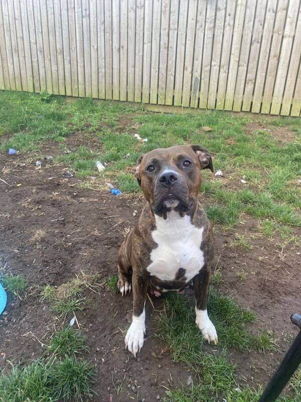Staffie Puppies For Sale
