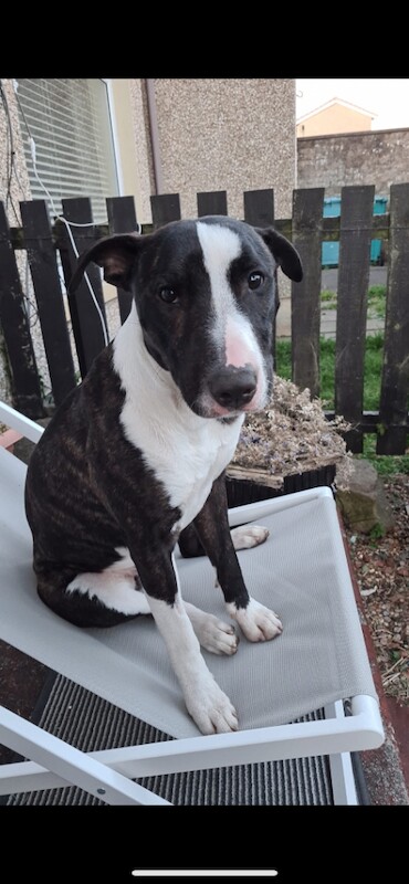 Staffordshire Bull Terrier puppies for sale in Newmains, Lanarkshire – 1 year old