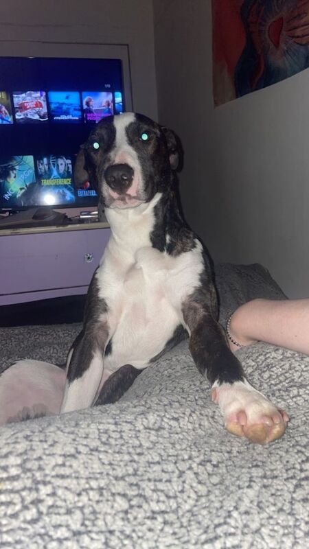 Staffordshire Bull Terrier puppies for sale in Newmains, Lanarkshire – 1 year old - Image 2 of 3