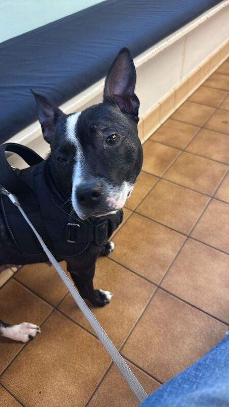 Staffordshire Bull Terrier puppies for sale in Boston, Lincolnshire – 11 weeks old