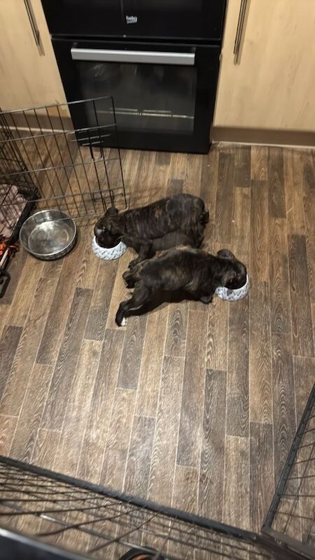 Staffordshire Bull Terrier puppies for sale in Boston, Lincolnshire – 11 weeks old - Image 2 of 3