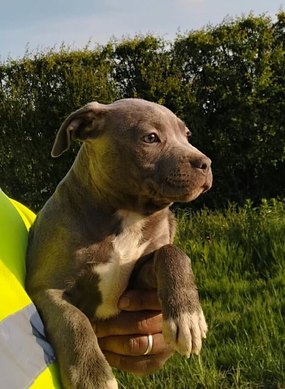 Stunning blie Staffordshire Bull Terrier puppy for sale in Coventry, West Midlands