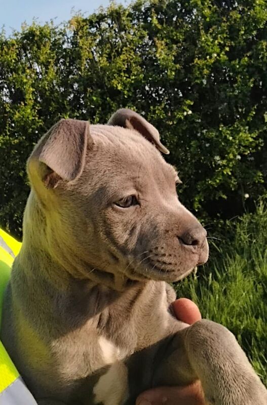 Stunning blie Staffordshire Bull Terrier puppy for sale in Coventry, West Midlands - Image 2