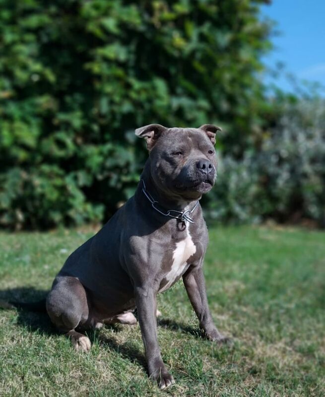Stunning blie Staffordshire Bull Terrier puppy for sale in Coventry, West Midlands - Image 3
