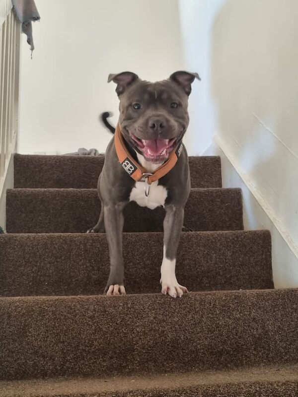 Staffordshire Bull Terrier stud dog for stud in Lochgelly, Fife – 3 years old