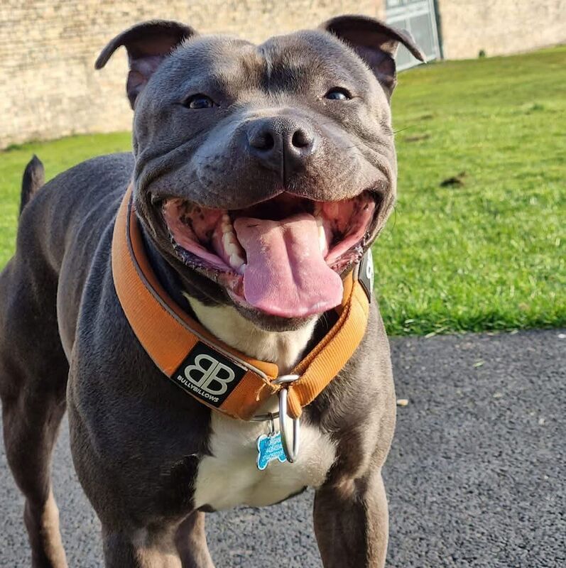 Staffordshire Bull Terrier stud dog for stud in Lochgelly, Fife – 3 years old - Image 2 of 3