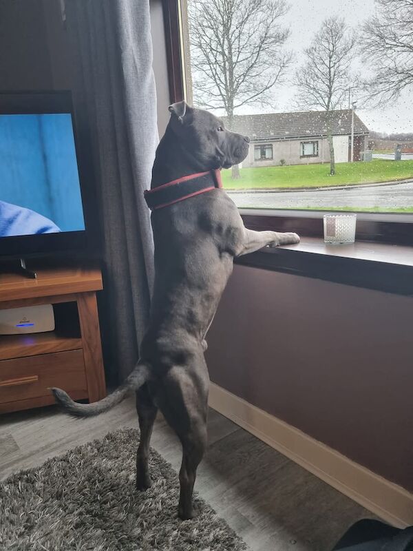 Staffordshire Bull Terrier stud dog for stud in Lochgelly, Fife – 3 years old - Image 3 of 3