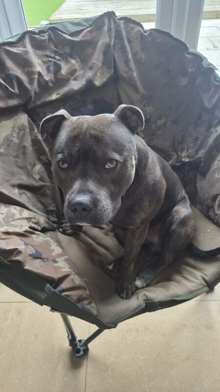 Stunning blue brindle staffy