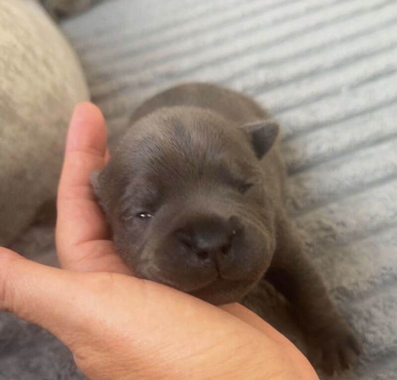stunning blue staffie girl!