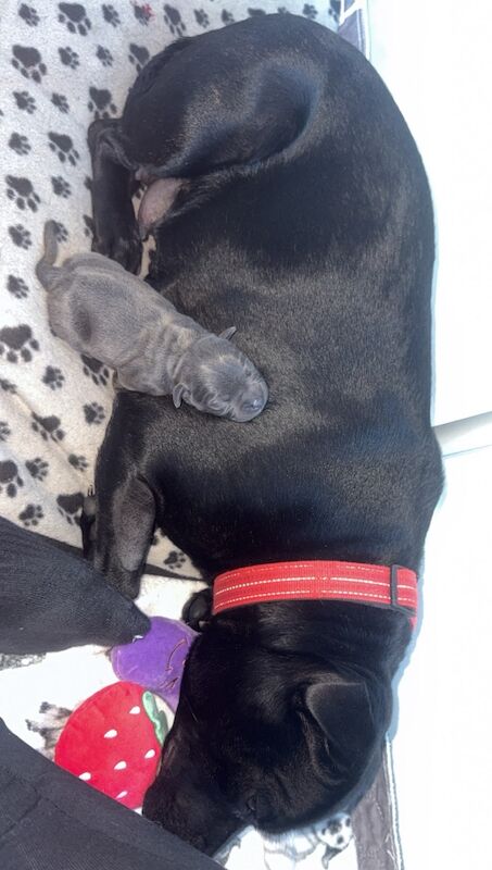 stunning blue staffie girl!