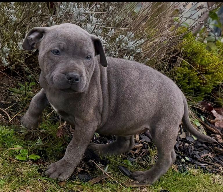 Staffordshire Bull Terrier puppies for sale in Sparkbrook, West Midlands – 9 weeks old