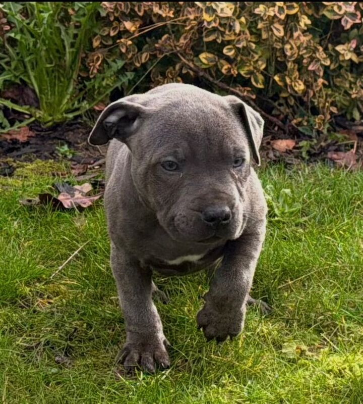Staffordshire Bull Terrier puppies for sale in Sparkbrook, West Midlands โ 9 weeks old - Image 2 of 6