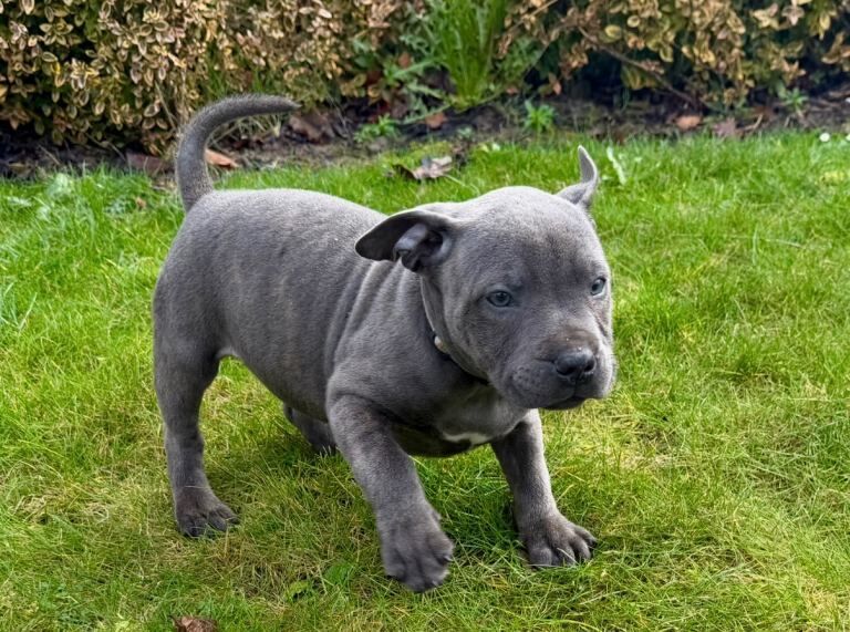 Staffordshire Bull Terrier puppies for sale in Sparkbrook, West Midlands โ 9 weeks old - Image 3 of 6