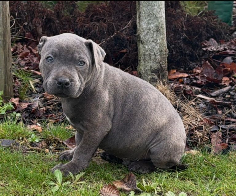 Staffordshire Bull Terrier puppies for sale in Sparkbrook, West Midlands โ 9 weeks old - Image 4 of 6