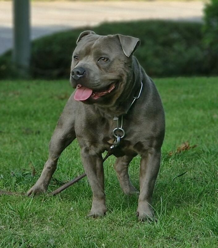Staffordshire Bull Terrier puppies for sale in Sparkbrook, West Midlands โ 9 weeks old - Image 5 of 6