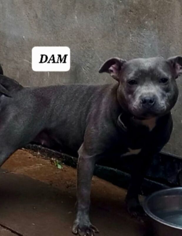 Staffordshire Bull Terrier puppies for sale in Sparkbrook, West Midlands โ 9 weeks old - Image 6 of 6