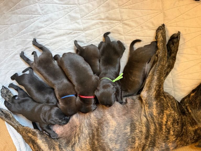 Stunning Brindle Staffy pups - Image 2 of 3