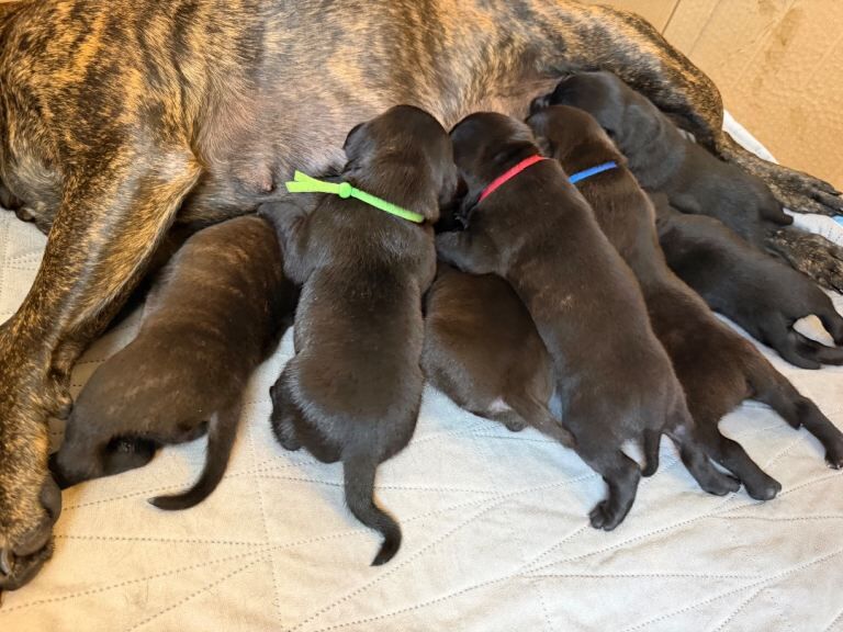 Stunning Brindle Staffy pups - Image 3 of 3