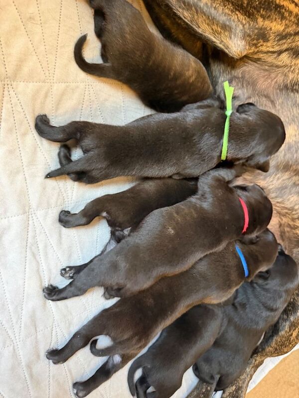 Stunning Brindle Staffy pups