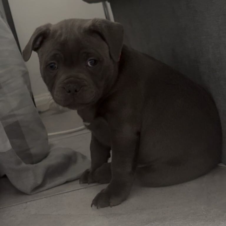 Staffordshire Bull Terrier puppies for sale in Merthyr Tydfil / Merthyr Tudful, Mid Glamorgan – KC registered, 9 months old - Image 1 of 3