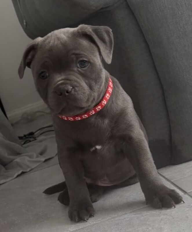 Staffordshire Bull Terrier puppies for sale in Merthyr Tydfil / Merthyr Tudful, Mid Glamorgan – KC registered, 9 months old - Image 2 of 3