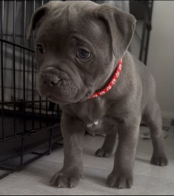 Staffordshire Bull Terrier puppies for sale in Merthyr Tydfil / Merthyr Tudful, Mid Glamorgan – KC registered, 9 months old - Image 3 of 3