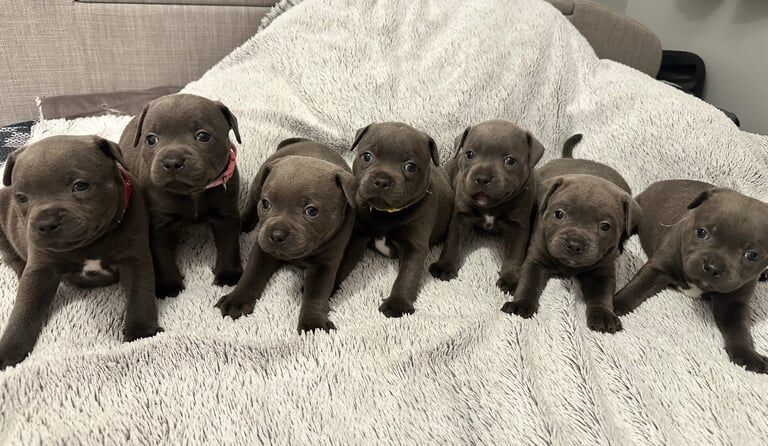 Stunning chunky blue Staffordshire bull terrier puppies-champion bloodlines for sale in Marden, Kent