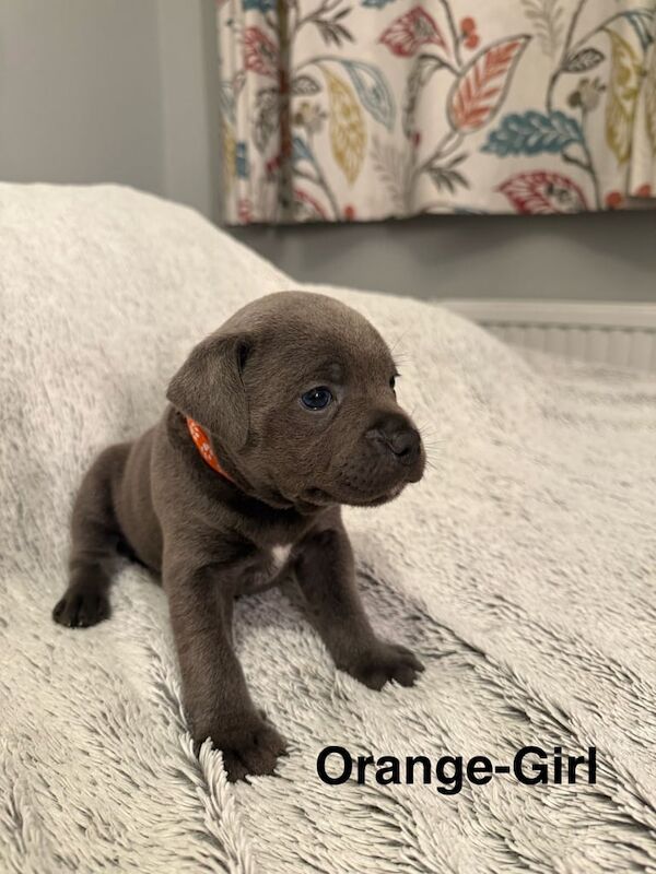 Stunning chunky blue Staffordshire bull terrier puppies-champion bloodlines for sale in Marden, Kent | Image 2