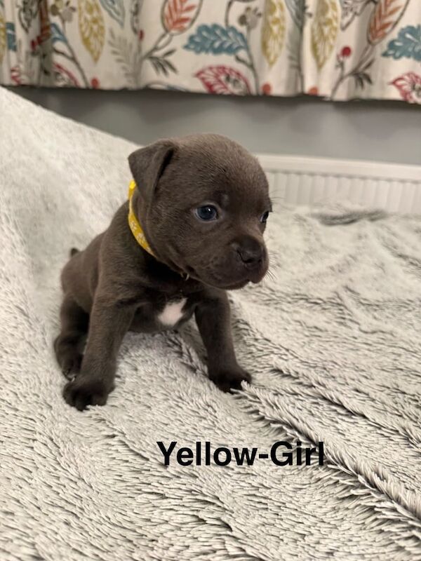 Stunning chunky blue Staffordshire bull terrier puppies-champion bloodlines for sale in Marden, Kent | Image 3