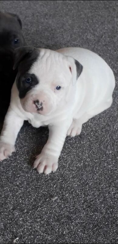 Stunning Full KC Registered Staffordshire Bull Terrier Pups for sale £1000 for sale in Ballymena, County Antrim