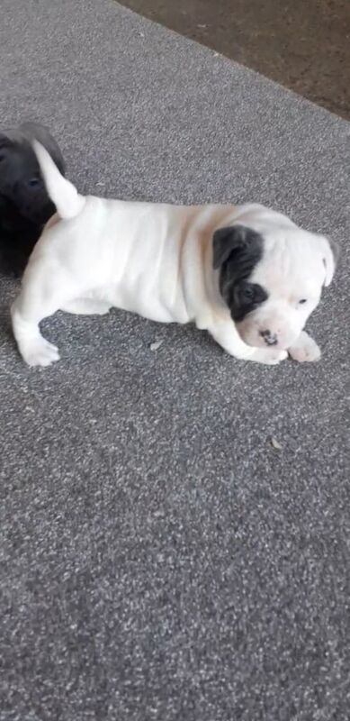 Stunning Full KC Registered Staffordshire Bull Terrier Pups for sale £1000 for sale in Ballymena, County Antrim | Image 2