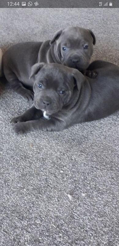 Stunning Full KC Registered Staffordshire Bull Terrier Pups for sale £1000 for sale in Ballymena, County Antrim | Image 3