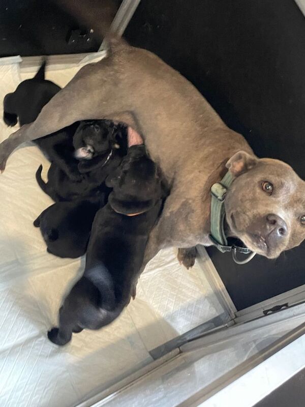 Stunning KC registered Staffordshire bull terriers