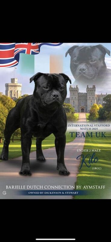 Staffordshire Bull Terrier puppies for sale in Dunmurry, County Antrim – KC registered, 7 weeks old
