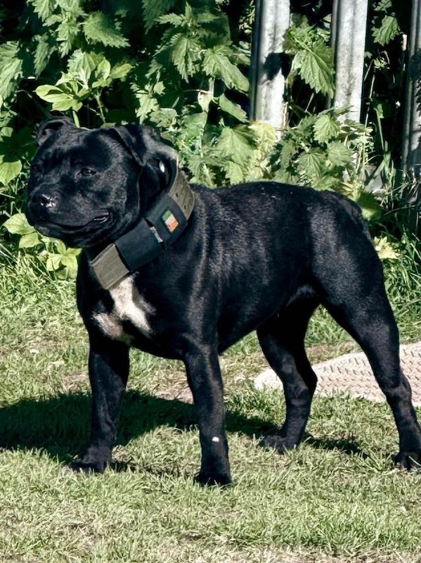 Stunning Litter of KC Registered Show Quality Staffordshire Bull Terrier Pups - Image 2 of 5