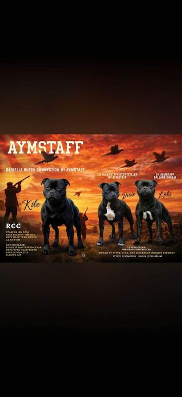 Stunning Litter of KC Registered Show Quality Staffordshire Bull Terrier Pups - Image 3 of 5