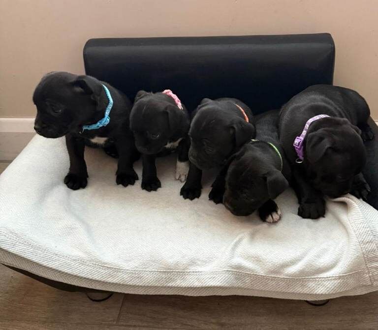 Stunning Litter of KC Registered Show Quality Staffordshire Bull Terrier Pups - Image 4 of 5