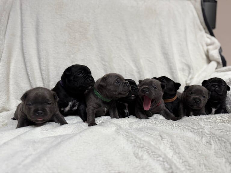 Staffordshire Bull Terrier puppies for sale in Farnborough, Hampshire ā KC registered, 4 weeks old